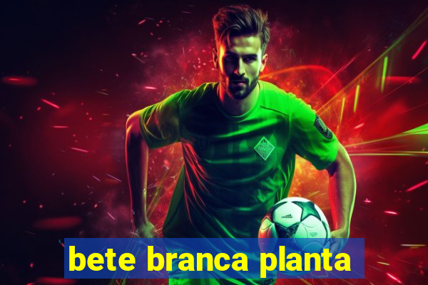 bete branca planta